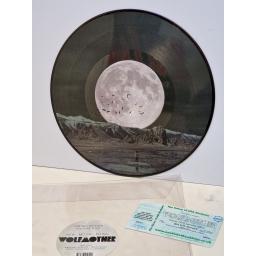 WOLFMOTHER New moon rising 12" limited edition picture disc EP. MODVL121